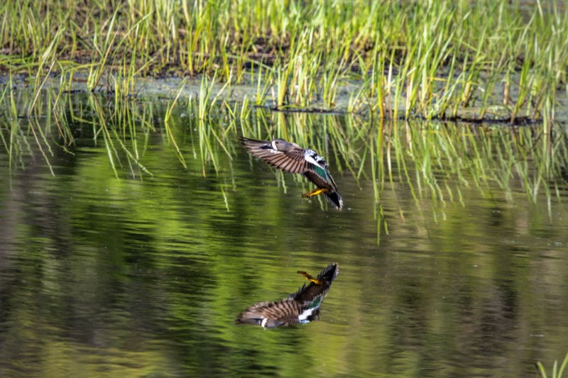 Blue-winged Teal Landing